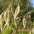 Bromus kalmii preeriakattara